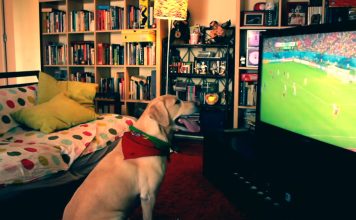 A reação de um Labrador ao golo de Portugal marcado por Varela, diante dos EUA