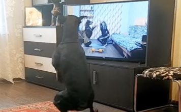 Cão mantém-se em forma com programa de exercícios na TV