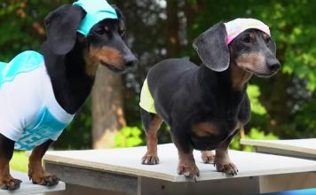 Jogos “Salsicholímpicos” são a mais nova atração da internet