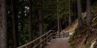 Trilhos para Iniciantes: Descubra rotas imperdíveis Scenic forest trail with a wooden fence, perfect for hiking and exploring nature.