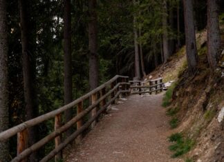 Trilhos para Iniciantes: Descubra rotas imperdíveis Scenic forest trail with a wooden fence, perfect for hiking and exploring nature.