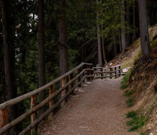Trilhos para Iniciantes: Descubra rotas imperdíveis Scenic forest trail with a wooden fence, perfect for hiking and exploring nature.