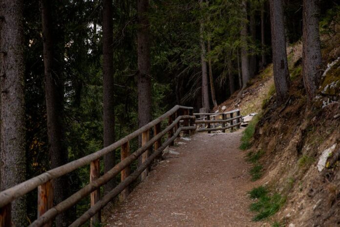 Trilhos para Iniciantes: Descubra Rotas Imperdíveis! Scenic forest trail with a wooden fence, perfect for hiking and exploring nature.