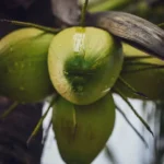 fws-slide-6-1775126326