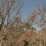 fws-slide-7-1775034233